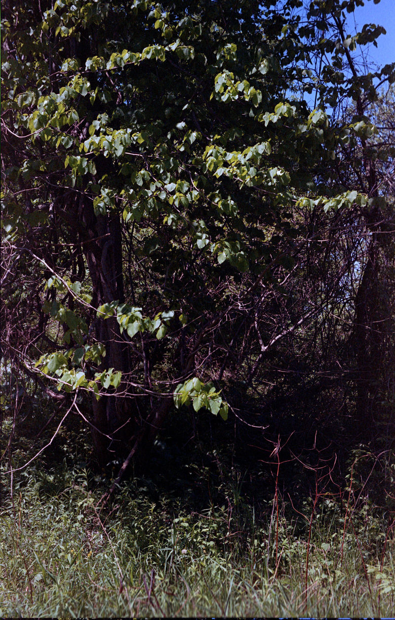 Illustration for article titled Some film scanned with the coolscan 4